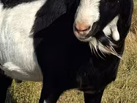 Keçi, LaMancha goats — foto 4
