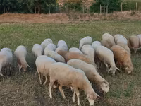 भेड़, भेड़ — फ़ोटो 3