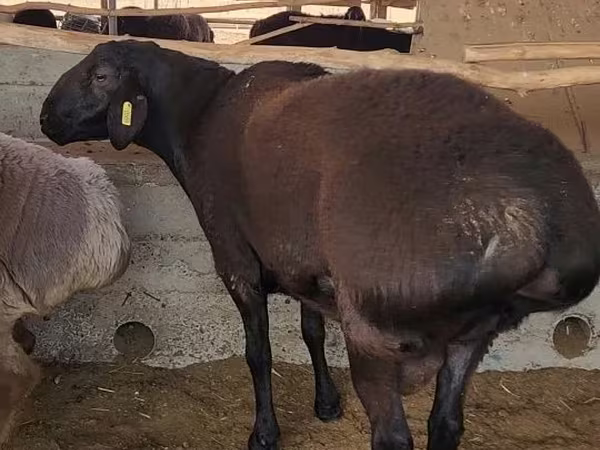 Bélier, Moutons