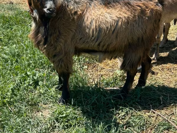 公山羊, Goats