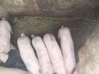 Eber, Schweine — Foto 2
