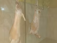 Реализуем мясо ягнян — 1-rasm