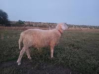 كبش, Assaf sheep — الصورة 4