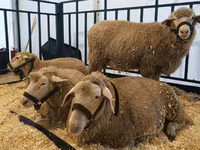 Carnero, Kazakh fat-tailed coarsewool sheep — foto 2