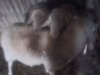 Berbec, Assaf sheep — foto 1