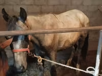 At, Horse breed — foto 4