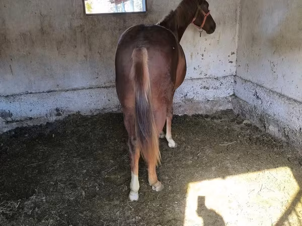 Aygʻir, Thoroughbred horse
