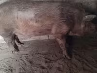 Boar, Пьетрен — photo 1