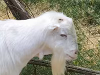 Keçi, LaMancha goats — foto 1