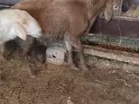 Schaf, West-Siberian mutton sheep — Foto 4
