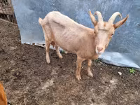 عنزة, الماعز — الصورة 2