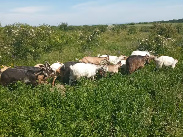 عنزة, Alpine goat — مولدوفا