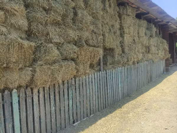Продам сено