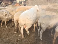 كبش, الأغنام — الصورة 5
