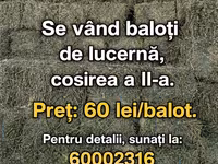 Vind baloți de lucerna 1 cosire-50lei/balot, a2-cosire 60lei balot.Sunt frunzoși și păstrați foarte — Foto 3