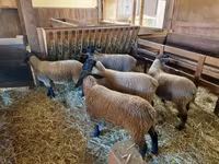 Oaie, Baerchuke sheep — foto 4