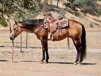 At, Quarter Horse — foto 5