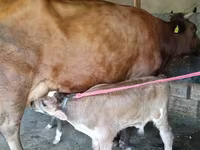 Vacă, Red Estonian cattle — foto 4