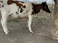 Cow, Cattle — photo 4