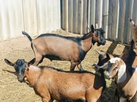 تيس, Nubian Goat — الصورة 4