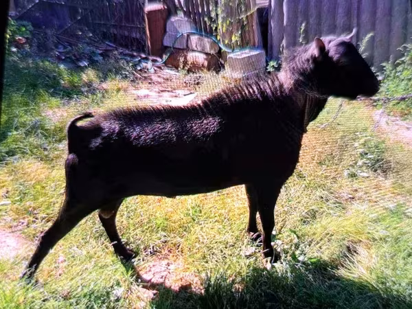 Boucs, Chèvres