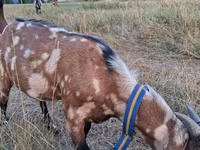 Țap, Nubian Goat — foto 1