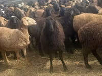 Bélier, Edilbay sheep — photo 4