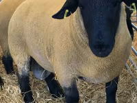 Berbec, Dorper sheep — foto 1