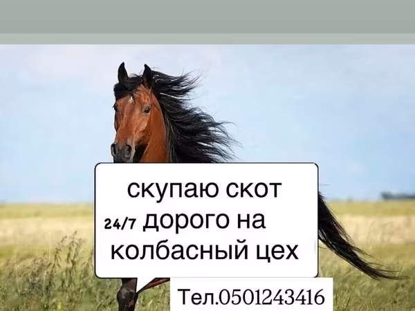 Конь, Лошади