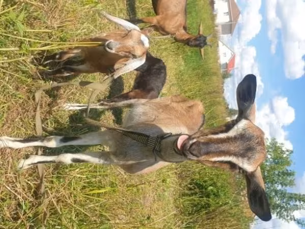 Goat, Nubian Goat