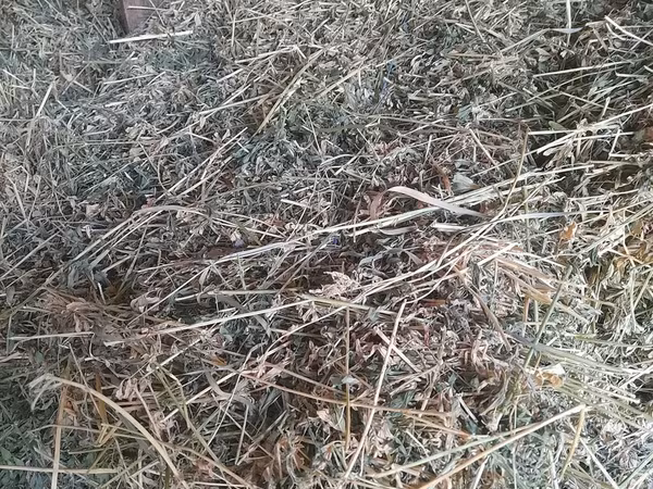 Lucernă buna