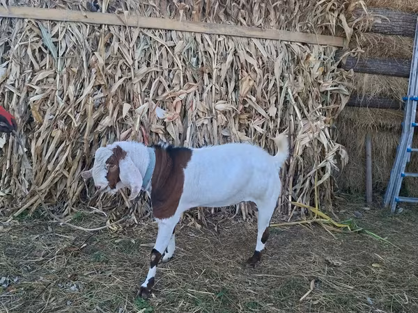 Cabro, Nubian Goat