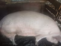 Porca, Porcos — foto 2
