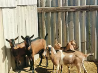 تيس, Nubian Goat — الصورة 1