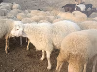 كبش, الأغنام — الصورة 4