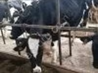 Vacă, Swiss cattle — foto 3