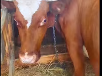 Vacă, Bovine — foto 7