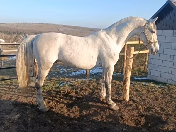 At, Atlar — Moldova