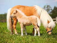 Hengst, American shetland pony — Foto 2