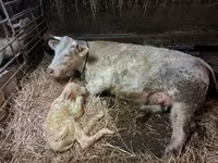 Bulle, Charolais cattle — Foto 2