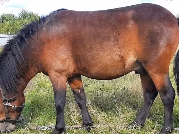 At, American shetland pony