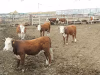 Vacă, Vaca kazahă cu cap alb — foto 2