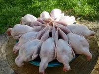 Prepelite de casa carne proaspata si sanatoasa — 照片 4