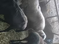 Widder, Rhon sheep — Foto 2