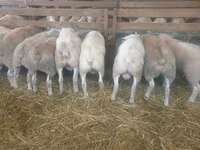 Oaie, Baerchuke sheep — foto 1