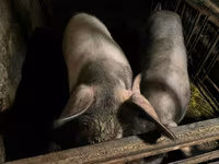 母猪, Pigs — 照片 5