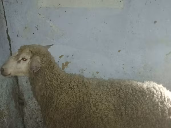Widder, Assaf sheep