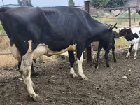 गाय, Russian Black pied cattle — फ़ोटो 1
