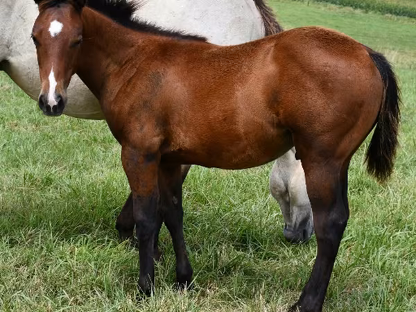 At, Quarter Horse