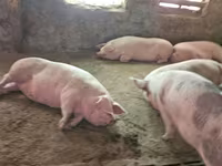Scroafă, Porci — foto 4